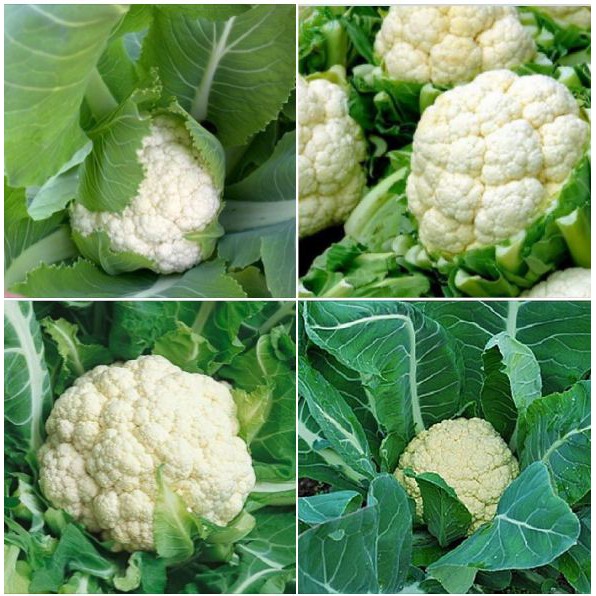 Hạt giống Súp lơ trắng – 0.2Gram/Gói