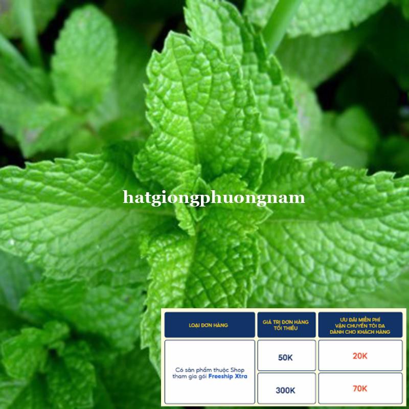 100H - HẠT GIỐNG RAU BẠC HÀ MINT