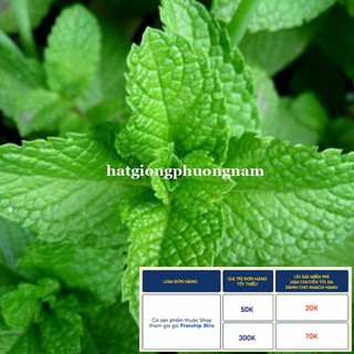 100H - HẠT GIỐNG RAU BẠC HÀ MINT