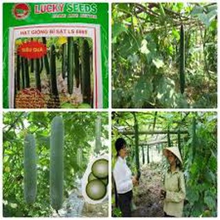 HẠT GIỐNG BÍ SẶT CAO SẢN (2G)