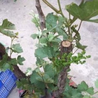 NHO PHÁP TRỒNG CHẬU