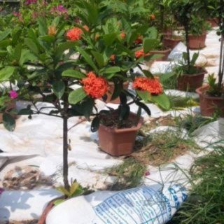 Cây hoa mẫu đơn thoát thân