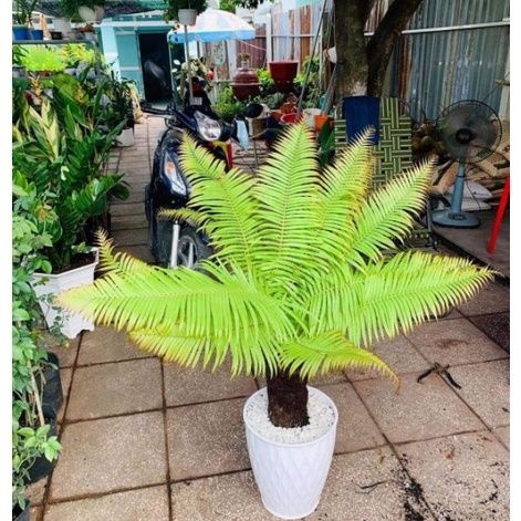 Dương xỉ thân gỗ từ nhỏ đến to làm cảnh