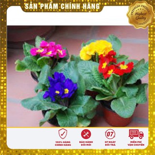 Hạt Giống Hoa Báo Xuân -50 hạt