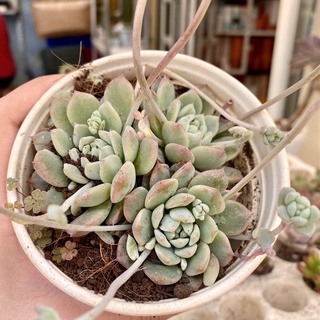 SEN ĐÁ DÙ HỒNG CHẬU TO 10cm 🌵FREESHIP 🔥 ĐÃ THUẦN XỨ NÓNG 🌟SIU CUTE CHUẨN SIZE TRUNG 🌟