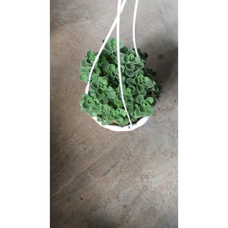 Sen thơm trồng chậu nhựa