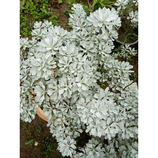 CÂY CÚC MỐC BONSAI