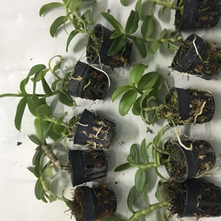 10 cây trầm thanh củi