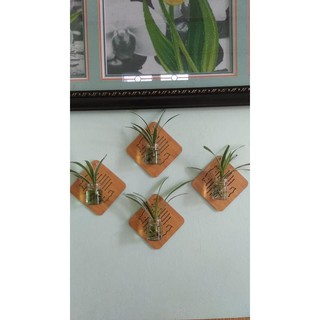 COMBO 6 MIẾNG LÓT GỖ THÔNG MINH ĐA NĂNG.