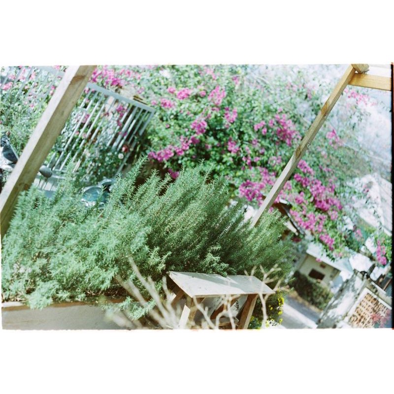 Film điện ảnh indate Kodak Vision 3 500T (hỗ trợ máy PnS)