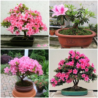 Hạt giống hoa đỗ quyên giá rẻ - Shop uy tín