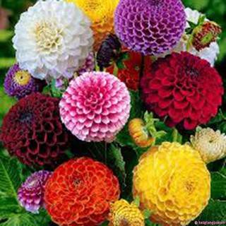 <> Hạt giống Cúc thược dược tổ ong- beeshop