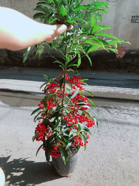 Cây Kim Ngân Lượng Cao 60-80cm