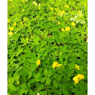 SET 10 NHÁNH CÂY (CÓ RỄ) GIỐNG CỎ LẠC ĐẬU PHỤNG  CÓ BẦU ĐẤT LÙN SỐNG LÂU NĂM