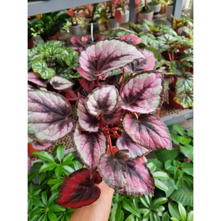 cây hải đường, begonia
