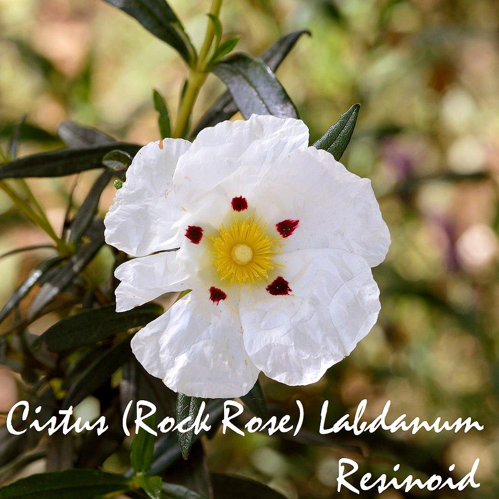 Tinh dầu hoa Labdanum Cistus dạng Resinoid (Rockrose)