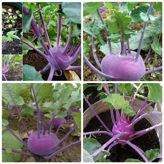 Gói 100 hạt giống xu hào tím (su hào)  KHUYẾN MẠI SHOP MỚI HẠ GIÁ SỈ