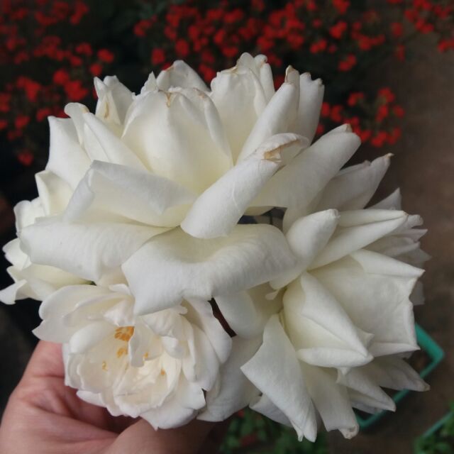 luugiang88