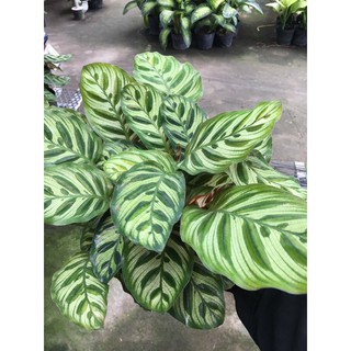 Cây đuôi công Calathea makoyana