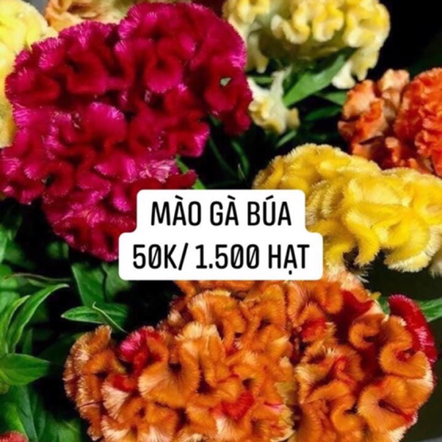 1500 hạt giốnghoa mào gà búa. Có ảnh thật khách gieo nảy mầm 100%