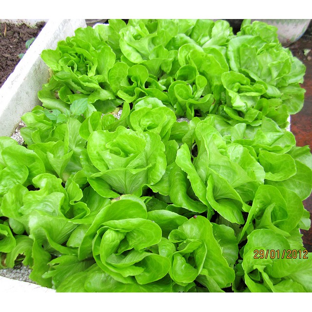 Hạt giống rau xà lách cuộn F1 dễ trồng to giòn mát ( 30gr )