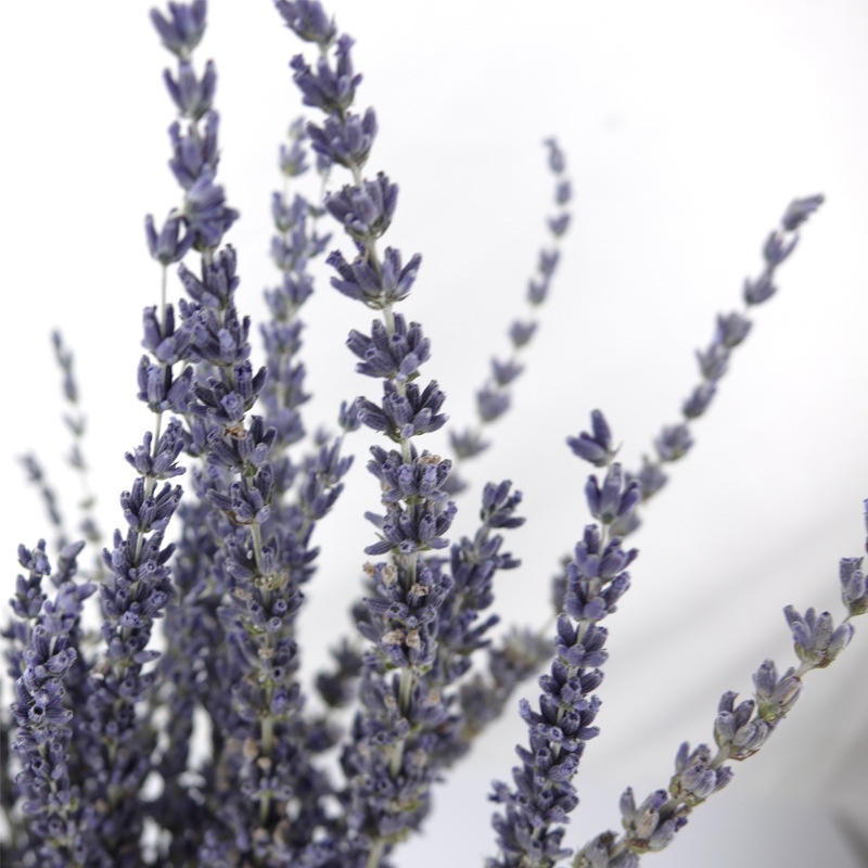 🍁Hoa khô Oải Hương trang trí phòng🍁 Bó Hoa Lavender thơm decor phòng🍁