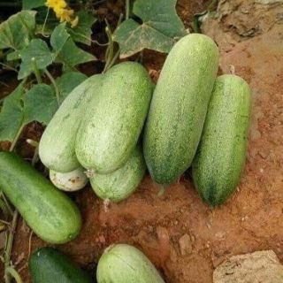 Hạt giống dưa chuột mèo