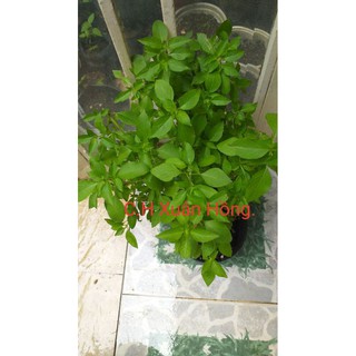 hạt giống rau thơm sả(é trắng)