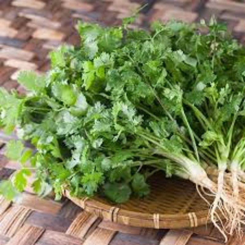 Hạt giống rau mùi