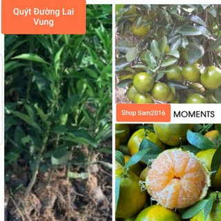 Cây Quýt Đường Giống Lai Vung Miền Tây Trồng Chậu