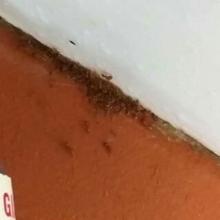 Combo 4 lọ thuốc diệt kiến