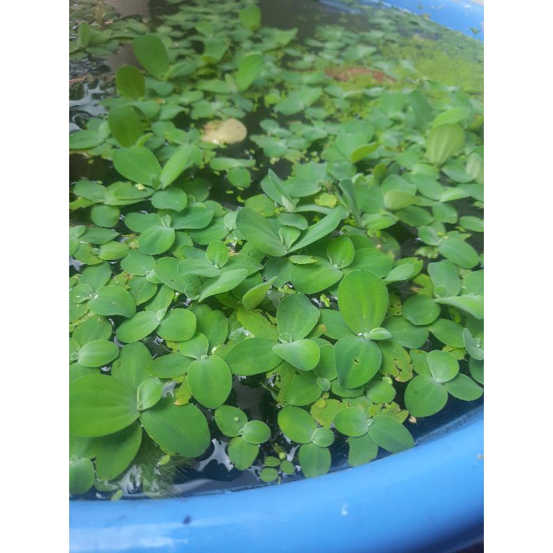 - Năng lọc nước, phát triển nhanh 🐟 { 1 Phần Là Đủ }