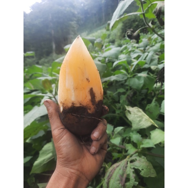 Combo 10kg khoai sâm đất