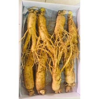 Nhân sâm nguyên củ 250k/củ lớn loại 8-10 củ/kg thượng phẩm (1 khay 1kg)