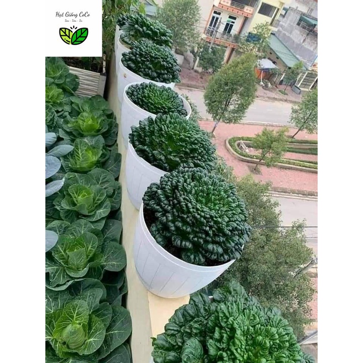 Hạt Giống Cải Hoa Hồng, cải Tatsoi, Cải Thìa Hoa 1Gr