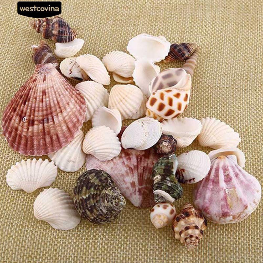 Vỏ ốc biển trang trí bể cá