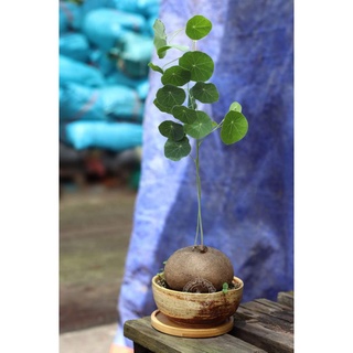 củ bình vôi phong thủy