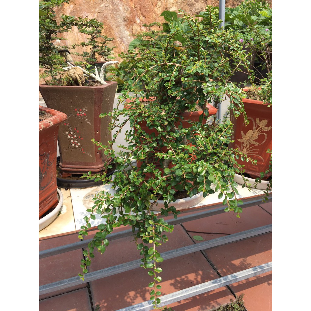 Cây sam núi sam trái bonsai để bàn cây cảnh mini