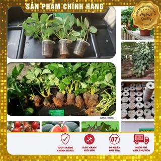-23% COMBO HẠT GIỐNG RAU CỦ VIP