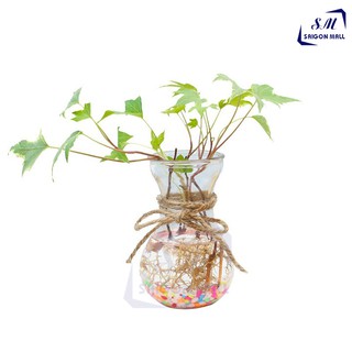 Bình bông lọ hoa thủy tinh miệng loe / Hũ , lọ thuỷ tinh 350ml