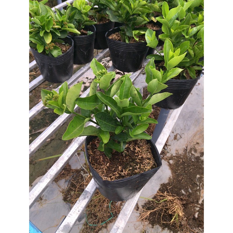 Bông trang trắng lá trung