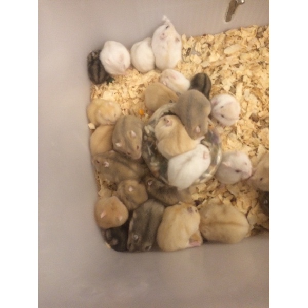 <⚡ＤＵＹ ＮＨẤＴ １ ＮＧÀＹ> Chuột hamster ww winter white (ww)