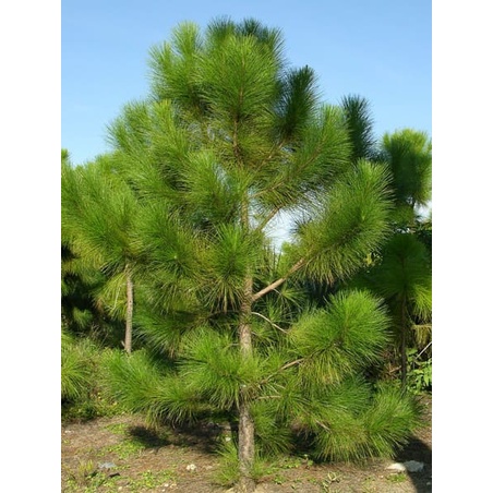 Hạt giống cây giống thông caribe - 1 gói 5 hạt