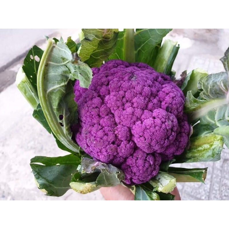 Hạt giống súp lơ tím