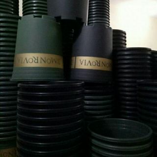 3 Chậu nhựa monrovia 5gl màu xanh