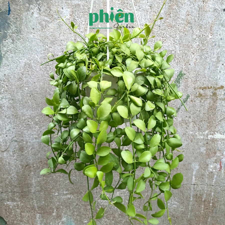 Cây Lan Hạt Dưa kèm chậu treo, Cây Lan Đô La lá rũ