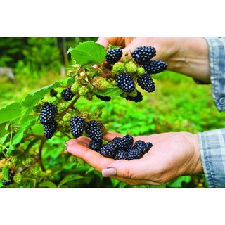 Kho buôn GIẢM 33K COMBO 03 Gói hạt giống mâm xôi ĐỎ + ĐEN + VÀNG