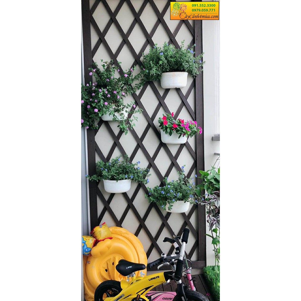 Giàn tường treo cây ban công || Mẫu ô quả trám - đơn giá m2