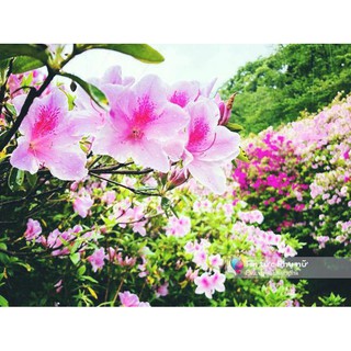 CÂY GIỐNG HOA ĐỖ QUYÊN NHẬT BẢN 2 MÀU đang hoa