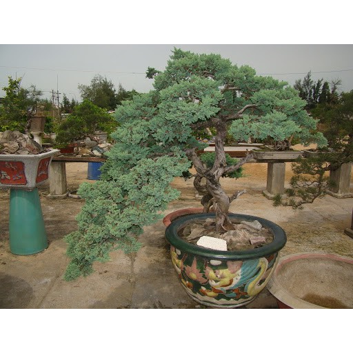 CHẬU CÂY TÙNG XÀ  SIÊU ĐẸP